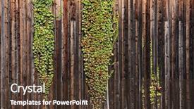  Presentation with green ivy plant hedera helix - Amazing slides having green building structures - ivy plants on weathered wooden backdrop and a tawny brown colored foreground