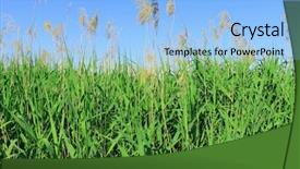  Presentation with green - Beautiful slides featuring green bulrush backdrop and a  colored foreground
