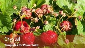  Presentation with strawberry - Presentation theme having green bush of red strawberry background and a tawny brown colored foreground