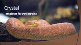  Presentation with go green - Presentation theme consisting of green bush viper atheris squamigera background and a wine colored foreground