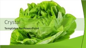  Presentation with lettuce - Presentation design with green butter lettuce vegetable or salad isolated on white background background and a yellow colored foreground