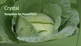  Presentation with cabbage - Theme with green cabbage in the farm background and a tawny brown colored foreground