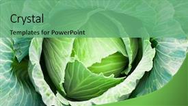  Presentation with cabbage - Colorful slides enhanced with green cabbage's head with leafs backdrop and a seafoam green colored foreground
