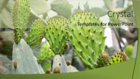  Presentation with thorns - Audience pleasing slide deck consisting of green-cactuses-with-thorns backdrop and a mint green colored foreground