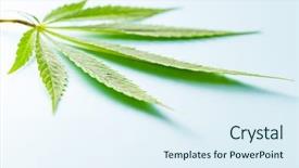  Presentation with green leaf - Theme consisting of green cannabis leaf on blue background and a sky blue colored foreground