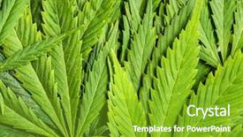  Presentation with cannabis leaves - Slides with green cannabis leaves closeup shot background and a shamrock green colored foreground