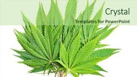  Presentation with cannabis - Presentation theme with green cannabis leaves isolated background and a mint green colored foreground
