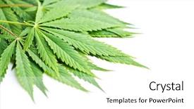  Presentation with smoking - Presentation having green cannabis leaves isolated background and a white colored foreground