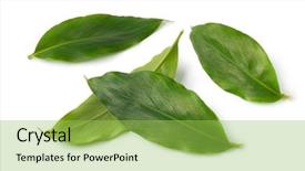 Presentation with cardamom - Colorful slide deck enhanced with green cardamom leaves isolated backdrop and a yellow colored foreground