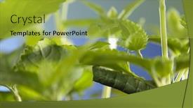  Presentation with caterpillar - 