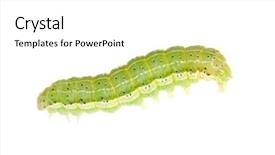  Presentation with caterpillar - Presentation having green caterpillar isolated on white background and a white colored foreground
