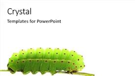  Presentation with caterpillar - Slides having green caterpillar isolated on white background and a white colored foreground