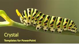  Presentation with caterpillar - Presentation design featuring green caterpillar machaon on dill background and a tawny brown colored foreground