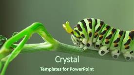  Presentation with caterpillar - Amazing slide set having green caterpillar machaon on dill backdrop and a tawny brown colored foreground