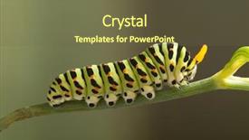  Presentation with caterpillar - Audience pleasing slide deck consisting of green caterpillar machaon on dill backdrop and a tawny brown colored foreground