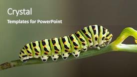  Presentation with caterpillar - Beautiful theme featuring green caterpillar machaon on dill backdrop and a gray colored foreground