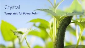  Presentation with caterpillar - 