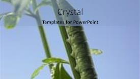  Presentation with caterpillar - 