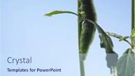  Presentation with caterpillar - 