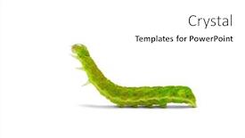  Presentation with caterpillar - Slide set with green-caterpillar-on-white-background background and a white colored foreground