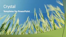  Presentation with deep blue - Colorful slide set enhanced with green cereal plant under deep backdrop and a teal colored foreground