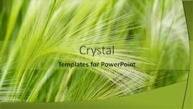  Presentation with field - PPT layouts consisting of green-cereals-on-a-field background and a yellow colored foreground