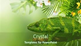  Presentation with tropical flowers - Slide set enhanced with green-chameleon-on-a-tree background and a tawny brown colored foreground