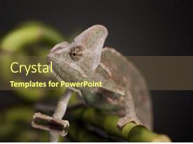 Green Chameleon On Bamboo Lizard PPT template 11 | CrystalGraphics