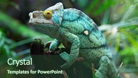  Presentation with green and purple mardi gras - PPT theme enhanced with green chameleon on the green background and a ocean colored foreground