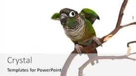  Presentation with branch - Amazing slides having green-cheek-conure-on-branch backdrop and a light gray colored foreground