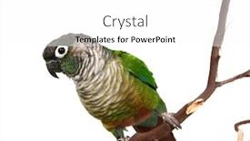  Presentation with green tree - PPT layouts consisting of green cheek conure on a tree branch background and a white colored foreground