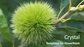  Presentation with green tree - Cool new slide set with green chestnut on tree backdrop and a tawny brown colored foreground