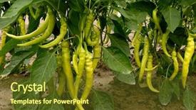  Presentation with hydroponics hydroponic vegetables growing - PPT layouts featuring green chilli - hot chili peppers growing background and a  colored foreground