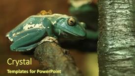  Presentation with green tree - Cool new PPT theme with green-chinese-gliding-frog-sitting backdrop and a tawny brown colored foreground