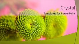 Presentation with magenta - Slide set enhanced with green-chrysanthemum-over-magenta-background background and a  colored foreground