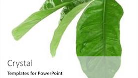  Presentation with citrus - Slide set consisting of green-citrus-leaves-isolated background and a white colored foreground