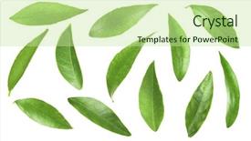  Presentation with citrus - Beautiful presentation theme featuring green citrus leaves isolated backdrop and a mint green colored foreground