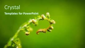  Presentation with fern - PPT theme having green-close-up-background background and a tawny brown colored foreground