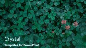  Presentation with clover - Theme enhanced with green-clover-carpet-with-dew background and a ocean colored foreground