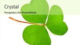  Presentation with clover - Presentation theme enhanced with green clover isolated on white background and a blonde colored foreground