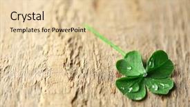  Presentation with four leaf clover - Presentation theme featuring green clover leaf with drops background and a lemonade colored foreground