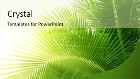  Presentation with green morning - Presentation consisting of green coconut - leaves of palm and morning background and a blonde colored foreground
