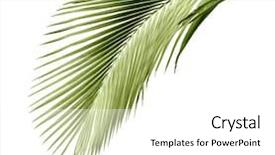  Presentation with coconut tree - Audience pleasing presentation consisting of green coconut - leaves of palm tree isolated backdrop and a white colored foreground
