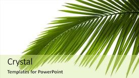  Presentation with coconut palm tree - Colorful PPT theme enhanced with green coconut - leaves of palm tree backdrop and a yellow colored foreground