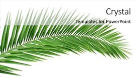  Presentation with palm leaves - Cool new PPT layouts with green coconut - palm leaves isolated on white backdrop and a white colored foreground
