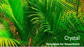 Presentation with coconut palm tree - Presentation theme having green coconut - palm tree leaves background and a forest green colored foreground