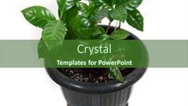  Presentation with green coffee - Audience pleasing presentation theme consisting of green-coffee-leaves backdrop and a forest green colored foreground