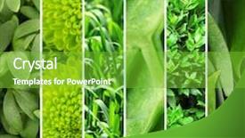  Presentation with green color - Beautiful presentation theme featuring agriculture backgrounds - green color samples collage backdrop and a shamrock green colored foreground
