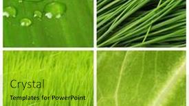  Presentation with green color - Amazing PPT theme having green color samples collage backdrop and a gold colored foreground