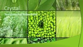  Presentation with green color - Amazing PPT layouts having green-color-samples-collage backdrop and a tawny brown colored foreground